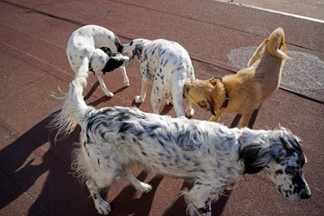 Dogs playing in the park