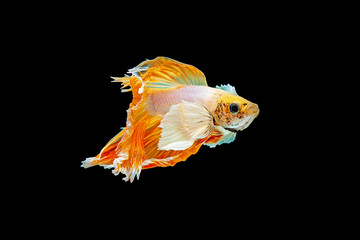Betta, Siamese fighting fish on a black background.