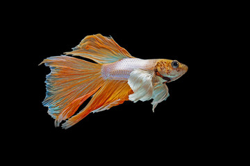 Betta, Siamese fighting fish on a black background.