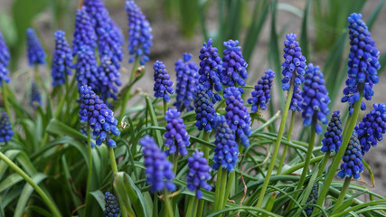 Incredibly beautiful blue hyacinths in the flowerbed