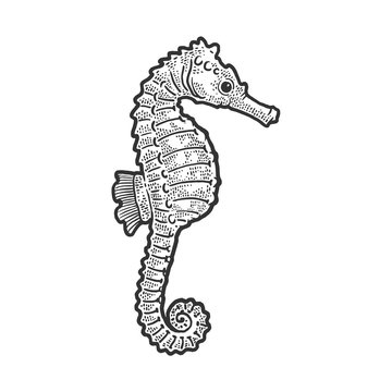 Sea horse animal sketch engraving vector illustration. T-shirt apparel print design. Scratch board imitation. Black and white hand drawn image.