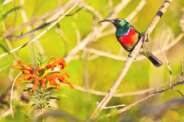 scarlet chested sunbird