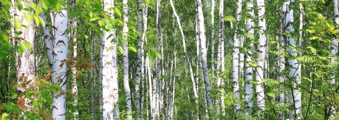 Foto op Plexiglas Mooie berkenbomen met witte berkenschors in berkenbos met groene berkenbladeren in de zomer © yarbeer