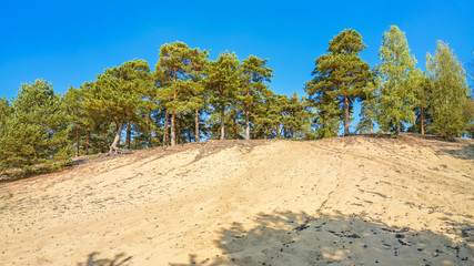 Fototapeta na wymiar Sunny day. Pine and birch trees on high sand dunes against a blue sky.