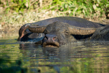 Buffalo