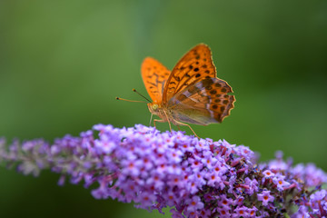 butterfly on flower