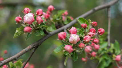 incredibly beautiful flowering apple tree, beautiful spring