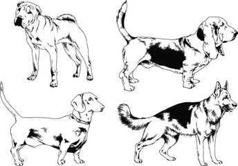 vector drawings sketches pedigree dogs in the racks drawn in ink by hand , objects with no background