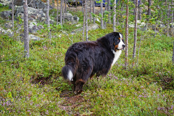 Naklejka na ściany i meble Bernese Mountain Dog standing in the forest, looking away. 
