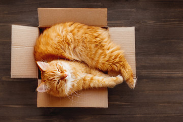 Ginger cat lies in box on wooden background. Fluffy pet is doing to sleep there. - 342392349