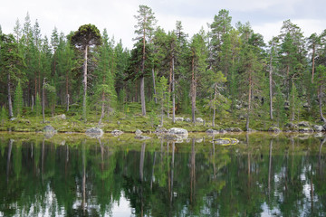 Lake in the forest, reflections of trees on the water, Lapland, Finland. 