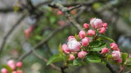 incredibly beautiful flowering apple tree, beautiful spring