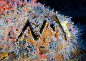 An old seashell. Its entire surface is covered with corals, polyps, small anemones, sea sponges.