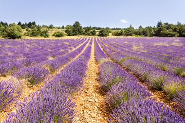 Naklejka na ściany i meble Lavender field in Provence, south of France