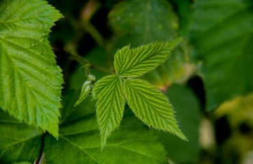 Fototapeta na wymiar blackberry leaves on the branch
