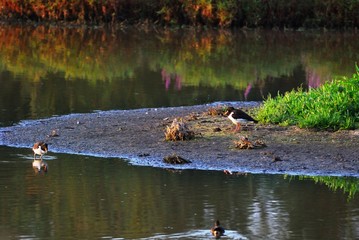 Oystercatchers at a pond