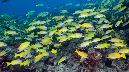 Fototapeta na wymiar A school of yellow-and-blue perch (Lutjanus kasmira) fish swim over a coral reef surrounded by blue water and other small fish.
