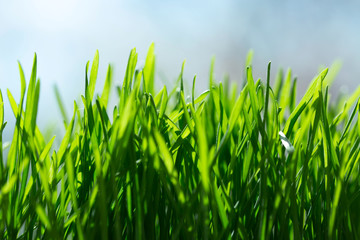 bright green grass is a source of energy