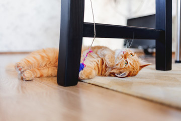 Cute ginger kitten plays with toy mouse on rope. Fluffy pet lies on carpet under black wooden chair. Domestic playful animal in cozy home.
