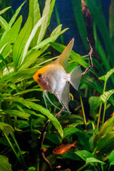 A green beautiful planted tropical freshwater aquarium with fishes,zebra angelfish pterophyllum scalare aquarium