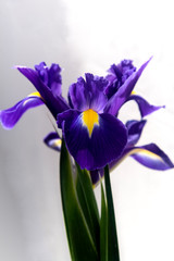 blue iris at garden in the morning