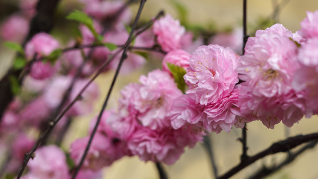 incredibly beautiful pink and delicate flowers, spring