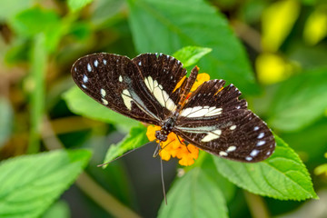 Beautiful  heliconius  butterfly  sitting on flower in a summer garden