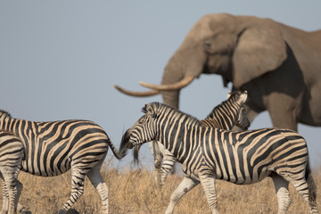 Wild free roaming African elephant bull walking