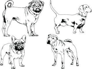 vector drawings sketches pedigree dogs in the racks drawn in ink by hand , objects with no background