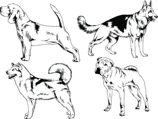 vector drawings sketches pedigree dogs in the racks drawn in ink by hand , objects with no background