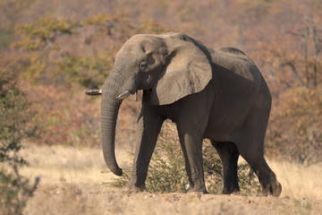 Fototapeta na wymiar Wild free roaming African elephant bull walking