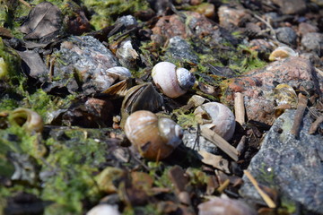 Sea Shells Seashells Nature Crab