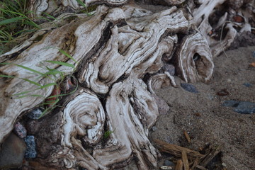 old tree roots nature texture