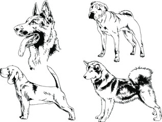 vector drawings sketches pedigree dogs in the racks drawn in ink by hand , objects with no background