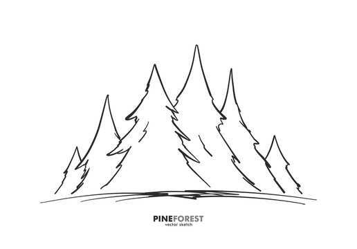 Vector Hand drawn sketch pine forest. Christmas banner or poster template.