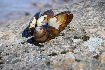 River shells, nature, sand