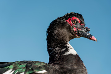 Close-up wild Millard duck