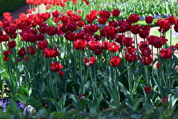 Obraz premium Group of red tulips in the park.
