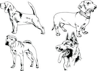 vector drawings sketches pedigree dogs in the racks drawn in ink by hand , objects with no background