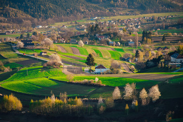 Unique ecological land management near Hrinova with fields for growing of potatoes and meadows for breeding cows and sheep for home production of cheese on spring day with blooming trees
