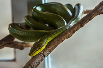 snake on a branch, red-tailed green ratsnake