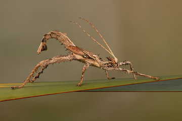 Male Malayan Jungle Nymph (Heteropteryx dilatata) on grass stalk