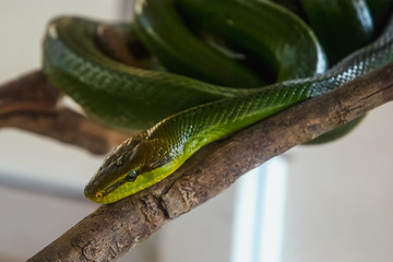 snake on a branch, red-tailed green ratsnake