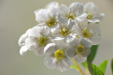 A White Spiraea Flowering in nature