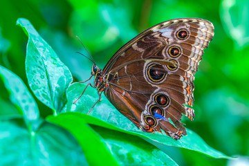 Blue Morpho, Morpho peleides, big butterfly sitting on green leaves, beautiful insect in the nature habitat