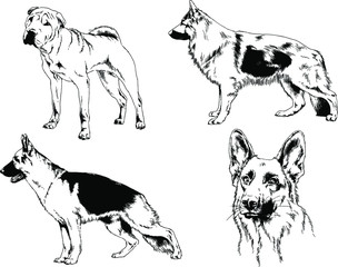 vector drawings sketches pedigree dogs in the racks drawn in ink by hand , objects with no background