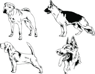 vector drawings sketches pedigree dogs in the racks drawn in ink by hand , objects with no background