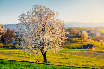 Spring in Slovakia. Meadows and fields landscape near Hrinova. Spring colored cherry trees at sunset
