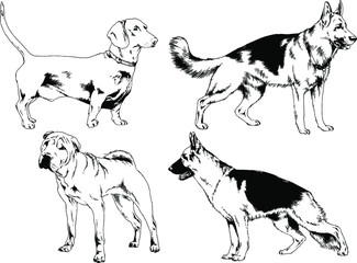 vector drawings sketches pedigree dogs in the racks drawn in ink by hand , objects with no background