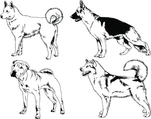 vector drawings sketches pedigree dogs in the racks drawn in ink by hand , objects with no background